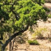 Fototapete Savannenlandschaft in Afrika - Hugonnard 
