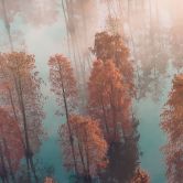 Fototapete Herbstwald im Nebel - Waldtapete - Ioricon 
