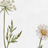 Fototapete Wiesenromantik mit Feldblumen - Kikki Belle 