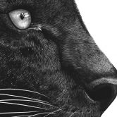 Fototapete Schwarzer Panther mit weißen Blumen - Korenkova 