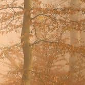 Papier peint forêt - brume et lumière dans la forêt d'automne - Maier 