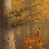 Fototapete Waldtapete - Goldene Blätter im nebligen Wald - Maier 
