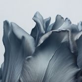 Fototapete Samtige Tulpe in Schwarz - Paksoylu 