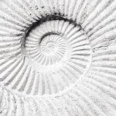 Fototapete Fossile Muschel - Shot by Clint 