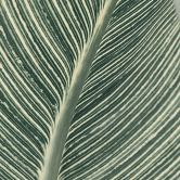 Fototapete Calathea Pflanze - Sisi & Seb 