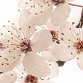 Bloemen Fotobehang tak met witte kersenbloesems - Sisi & Seb 