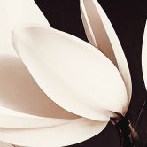Fototapete Edle Magnolienblüten - Blumentapete - Treechild 