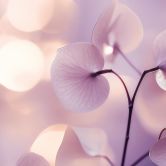 Fototapete Zarte Orchidee in Lila | Florale Tapete - Treechild 