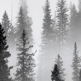 Fototapete Nebelwald in Schwarz-Weiß - Waldtapete - Xu 