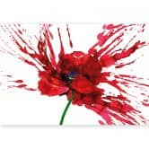Fototapete Rote Mohnblume 