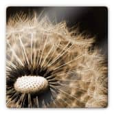 Glasbild Dandelion 
