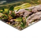 Glasbild Weißer Alpen-Edelweiß auf dem Berg 