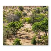 Stove cover plate savannah landscape in Africa - Hugonnard 