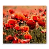 Herdabdeckplatte Poppy Field 