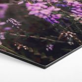 Hexagon Wandbild Lila Heideblüte im warmen Licht - Annie - Alu-Dibond 