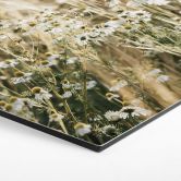 Hexagon Wandbild Sommerwiese mit Kamille - Annie - Alu-Dibond 