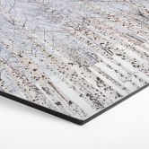Hexagon Wandbild Birkenwald im Winter - EMELIEmaria - Alu-Dibond 