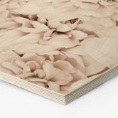 Hexagon - Holz 1X Studio - Aster Apricot 