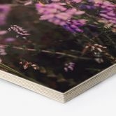 Hexagon Holzbild Lila Heideblüte im warmen Licht - Annie 
