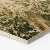 Hexagon Holzbild Sommerwiese mit Kamille - Annie 