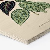 Holzbild Blatt Illustration - Bignonia Argyro Violascea 