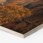 Tableau sur bois Hexagon Bouleaux dans la rosée dorée du matin - Cui 