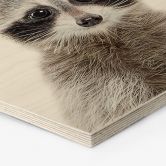 Hexagon - Holz Birke-Furnier Sisi & Seb - Baby Waschbär 
