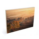 Holzbild Birkenbäume im goldenen Morgentau - Cui 