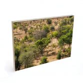 Tableau sur bois Paysage de savane en Afrique - Hugonnard 