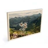 Holzbild Weißer Alpen-Edelweiß auf dem Berg 
