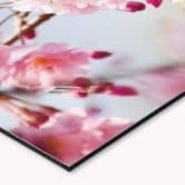 Küchenrückwand - Alu-Dibond- Cherry Blossoms 