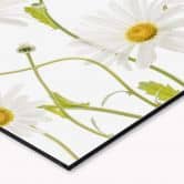 Küchenrückwand - Alu-Dibond - Disher - Ox eye Daisies 