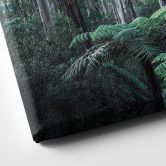 Leinwandbild Eukalyptuswald in den Yarra Ranges - Colombo 