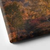Leinwandbild Landschaft - Birkenbäume im goldenen Morgentau - Cui 