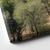 Leinwandbild Savannenlandschaft in Afrika - Hugonnard 