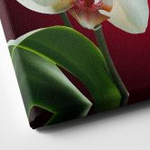 Leinwandbild Blütenpracht einer Orchidee rot - quadratisch 