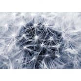 Möbelfolie, Dekofolie - abwischbar - Pusteblume 02 