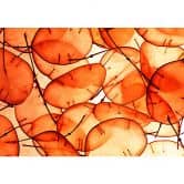 Möbelfolie, Dekofolie - abwischbar - Translucent Orange 