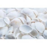 Furniture Wrap - self adhesive - Shells 