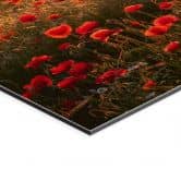 Wandbild Mohnfeld im Sonnenuntergang - Alu-Dibond 