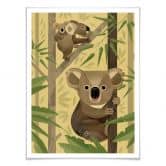Poster Braun - Koala 