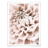 Poster 1X Studio - Chrysantheme 