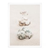 Poster 1X Studio - Meeresschnecken 