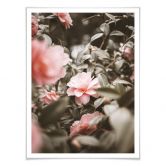 Poster Annie - Rosenblüte 