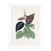 Poster Blatt Illustration - Bignonia Argyro Violacea 