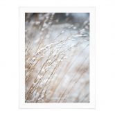 Poster Zarte Gräser im Schnee - Böhmer 