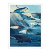 Poster Braun - Whales 