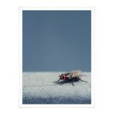 Poster Brown - Hausfliege auf Blau 
