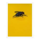 Poster Brown - Hausfliege auf Gelb 