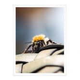 Poster Brown - Abeille 